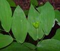 Uvularia Grandiflora